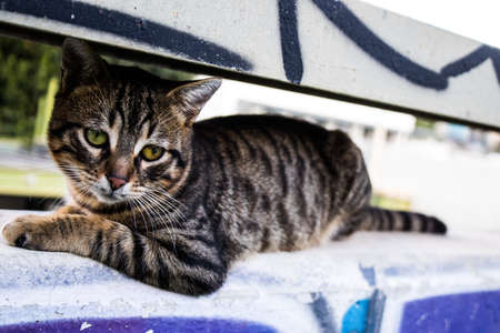 Limassol, Cyprus - November 29, 2021 Domestic cat living in the streets of Limassol in Cyprus islandの写真素材