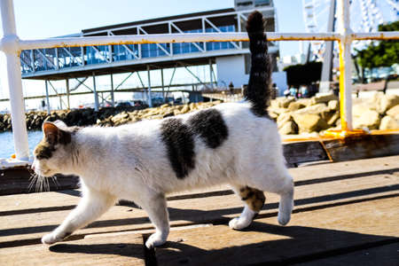 Limassol, Cyprus - November 29, 2021 Domestic cat living in the streets of Limassol in Cyprus islandの写真素材