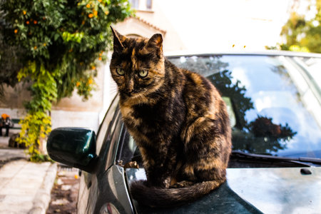 Limassol, Cyprus - November 29, 2021 Domestic cat living in the streets of Limassol in Cyprus islandの写真素材