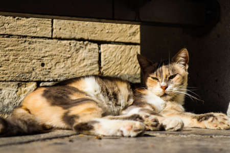 Limassol, Cyprus - November 29, 2021 Domestic cat living in the streets of Limassol in Cyprus islandの写真素材