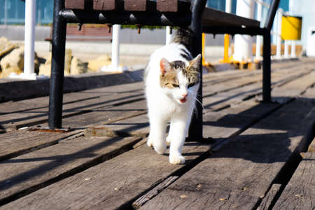 Limassol, Cyprus - November 29, 2021 Domestic cat living in the streets of Limassol in Cyprus islandの写真素材