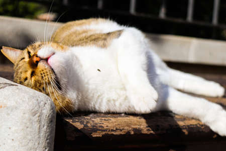 Limassol, Cyprus - November 29, 2021 Domestic cat living in the streets of Limassol in Cyprus islandの写真素材