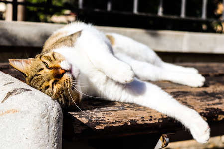 Limassol, Cyprus - November 29, 2021 Domestic cat living in the streets of Limassol in Cyprus islandの写真素材