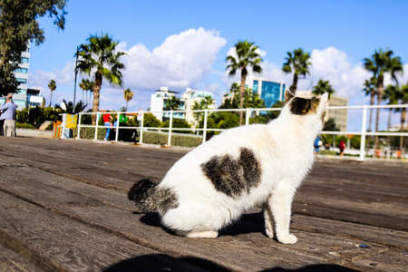 Limassol, Cyprus - November 29, 2021 Domestic cat living in the streets of Limassol in Cyprus islandの写真素材
