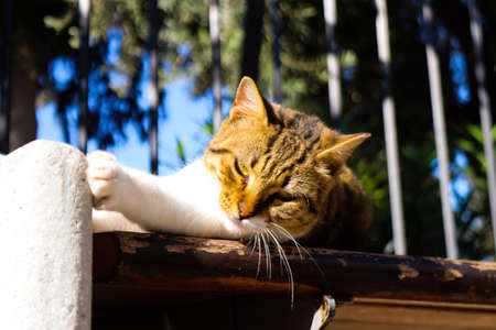 Limassol, Cyprus - November 29, 2021 Domestic cat living in the streets of Limassol in Cyprus islandの写真素材