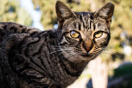 Limassol, Cyprus - November 29, 2021 Domestic cat living in the streets of Limassol in Cyprus island