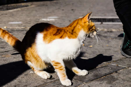 Limassol, Cyprus - November 29, 2021 Domestic cat living in the streets of Limassol in Cyprus islandの写真素材