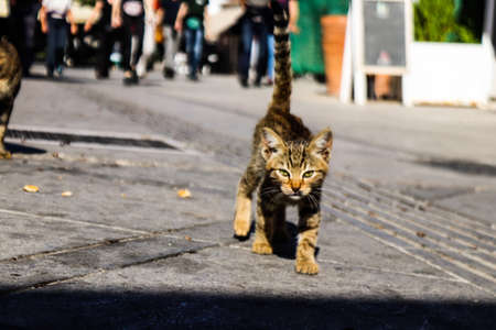 Limassol, Cyprus - November 29, 2021 Domestic cat living in the streets of Limassol in Cyprus islandの写真素材