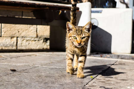 Limassol, Cyprus - November 29, 2021 Domestic cat living in the streets of Limassol in Cyprus islandの写真素材