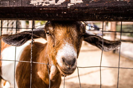 Limassol, Cyprus - December 12, 2021 Limassol Zoo, one of the biggest in Europe and hosts beautiful and interesting animals, natural-looking habitats were created for all types of animals of the zooの写真素材