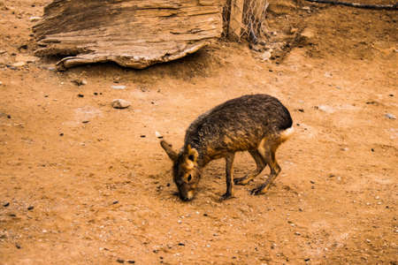 Limassol, Cyprus - December 12, 2021 Limassol Zoo, one of the biggest in Europe and hosts beautiful and interesting animals, natural-looking habitats were created for all types of animals of the zooの写真素材