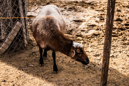 Limassol, Cyprus - December 12, 2021 Limassol Zoo, one of the biggest in Europe and hosts beautiful and interesting animals, natural-looking habitats were created for all types of animals of the zooの写真素材