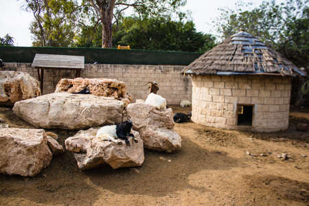 Limassol, Cyprus - December 12, 2021 Limassol Zoo, one of the biggest in Europe and hosts beautiful and interesting animals, natural-looking habitats were created for all types of animals of the zooの写真素材