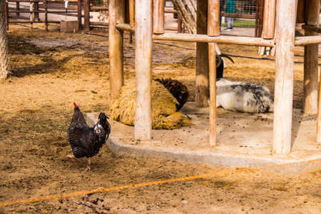 Limassol, Cyprus - December 12, 2021 Limassol Zoo, one of the biggest in Europe and hosts beautiful and interesting animals, natural-looking habitats were created for all types of animals of the zooの写真素材