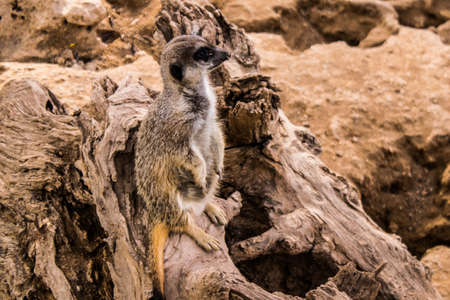 Limassol, Cyprus - December 12, 2021 Limassol Zoo, one of the biggest in Europe and hosts beautiful and interesting animals, natural-looking habitats were created for all types of animals of the zooの写真素材