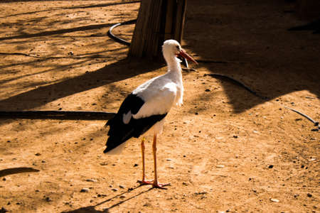 Limassol, Cyprus - December 12, 2021 Limassol Zoo, one of the biggest in Europe and hosts beautiful and interesting animals, natural-looking habitats were created for all types of animals of the zooの写真素材