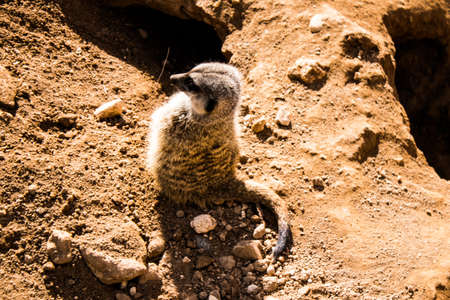 Limassol, Cyprus - December 12, 2021 Limassol Zoo, one of the biggest in Europe and hosts beautiful and interesting animals, natural-looking habitats were created for all types of animals of the zooの写真素材