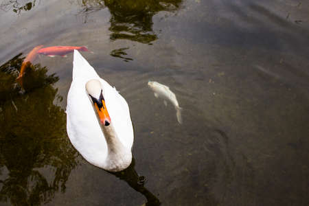 Limassol, Cyprus - December 12, 2021 Limassol Zoo, one of the biggest in Europe and hosts beautiful and interesting animals, natural-looking habitats were created for all types of animals of the zooの写真素材