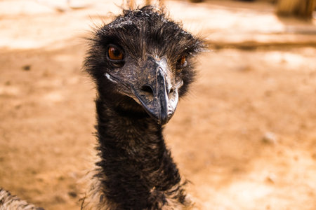 Limassol, Cyprus - December 12, 2021 Limassol Zoo, one of the biggest in Europe and hosts beautiful...