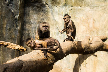 Limassol, Cyprus - December 12, 2021 Limassol Zoo, one of the biggest in Europe and hosts beautiful and interesting animals, natural-looking habitats were created for all types of animals of the zooの写真素材