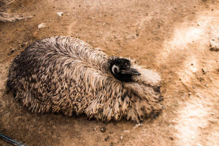 Limassol, Cyprus - December 12, 2021 Limassol Zoo, one of the biggest in Europe and hosts beautiful and interesting animals, natural-looking habitats were created for all types of animals of the zooの写真素材