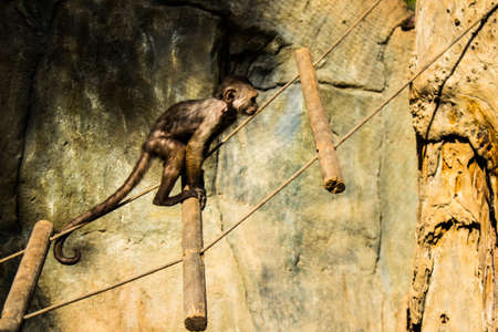 Limassol, Cyprus - December 12, 2021 Limassol Zoo, one of the biggest in Europe and hosts beautiful and interesting animals, natural-looking habitats were created for all types of animals of the zooの写真素材