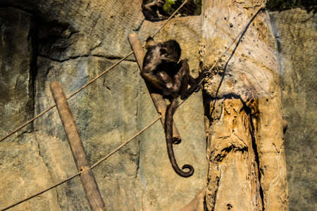 Limassol, Cyprus - December 12, 2021 Limassol Zoo, one of the biggest in Europe and hosts beautiful and interesting animals, natural-looking habitats were created for all types of animals of the zooの写真素材