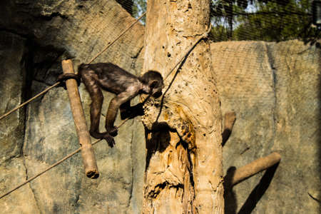 Limassol, Cyprus - December 12, 2021 Limassol Zoo, one of the biggest in Europe and hosts beautiful and interesting animals, natural-looking habitats were created for all types of animals of the zooの写真素材