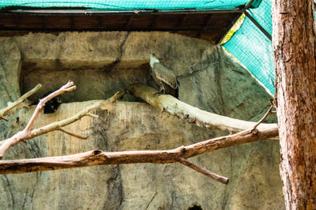 Limassol, Cyprus - December 12, 2021 Limassol Zoo, one of the biggest in Europe and hosts beautiful and interesting animals, natural-looking habitats were created for all types of animals of the zooの写真素材