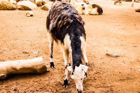 Limassol, Cyprus - December 12, 2021 Limassol Zoo, one of the biggest in Europe and hosts beautiful...