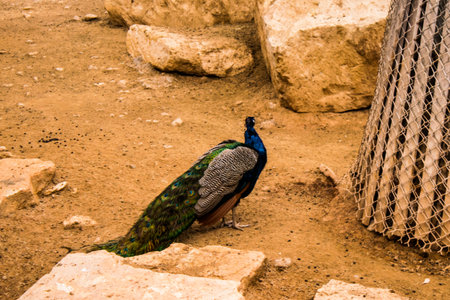 Limassol, Cyprus - December 12, 2021 Limassol Zoo, one of the biggest in Europe and hosts beautiful and interesting animals, natural-looking habitats were created for all types of animals of the zooの写真素材