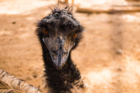 Limassol, Cyprus - December 12, 2021 Limassol Zoo, one of the biggest in Europe and hosts beautiful and interesting animals, natural-looking habitats were created for all types of animals of the zooの写真素材