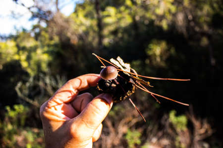 Nature at the Troodos national forest park in Cyprus Island