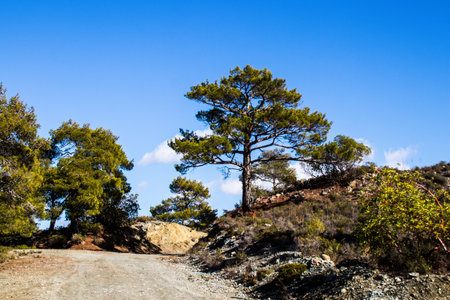 Nature at the Troodos national forest park in Cyprus Islandの写真素材