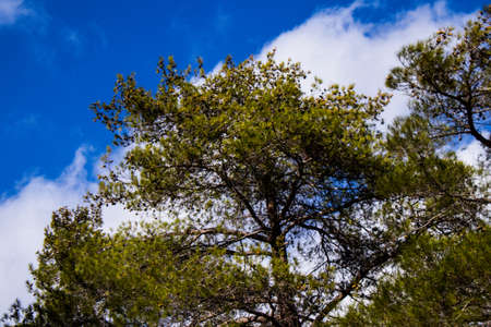 Nature at the Troodos national forest park in Cyprus Islandの写真素材
