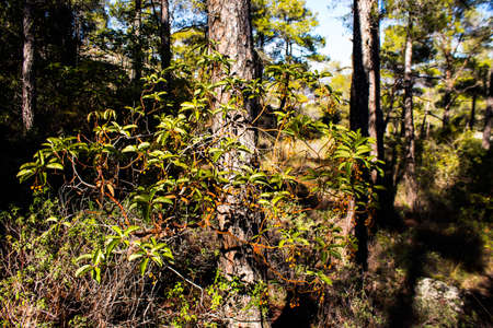 Nature at the Troodos national forest park in Cyprus Island