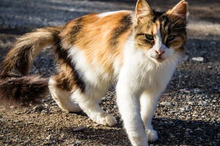 Paphos, Cyprus - January 15, 2022 Abandoned cats residing in an animal shelter in the city of Paphos in Cyprus, More than 800 cats are saved from the streets and stay in a safe placeの写真素材