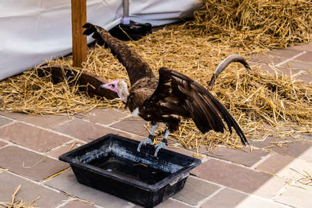 Reims, France - May 28, 2022 Street show and historical reconstruction which transports visitors to the heart of the Middle Ages during the Johanniques festivities which take place in the city of Reimsのeditorial素材