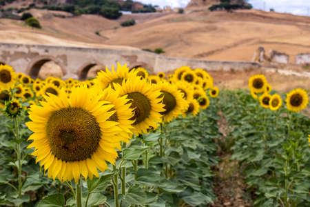 Landscape and nature in south Spain during summer time, Spain is home to incredibly diverse regions and stunning natural landscapes, Andalucia is a jewel of nature making it unique in Spainの写真素材