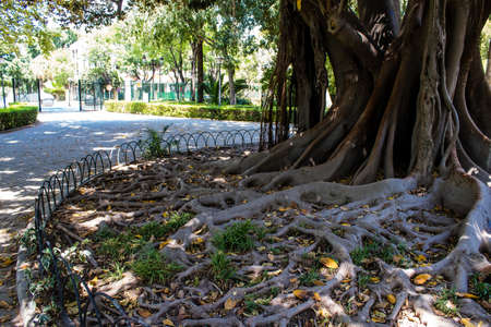 Seville, Spain - July 14, 2022 Maria Luisa Park is the first urban park and one of the green lungs of Seville, emblematic city and capital of the Andalusia region, in southern Spainの写真素材