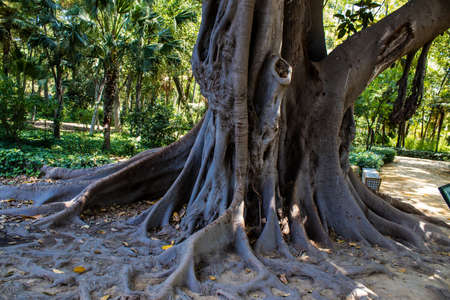 Seville, Spain - July 14, 2022 Maria Luisa Park is the first urban park and one of the green lungs of Seville, emblematic city and capital of the Andalusia region, in southern Spainの写真素材