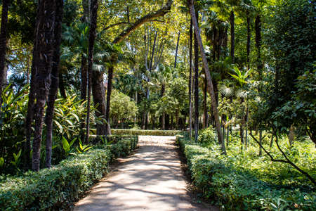 Seville, Spain - July 14, 2022 Maria Luisa Park is the first urban park and one of the green lungs of Seville, emblematic city and capital of the Andalusia region, in southern Spainの写真素材