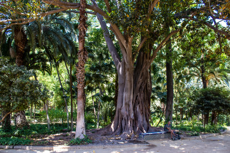 Seville, Spain - July 14, 2022 Maria Luisa Park is the first urban park and one of the green lungs of Seville, emblematic city and capital of the Andalusia region, in southern Spainの写真素材