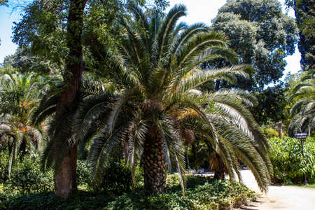 Seville, Spain - July 14, 2022 Maria Luisa Park is the first urban park and one of the green lungs of Seville, emblematic city and capital of the Andalusia region, in southern Spainの写真素材