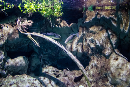 Seville, Spain - August 13, 2022 Modern aquarium of Seville with a wide variety of marine species, touch tanks and a bull shark tunnel, Aquatic life from all the Oceans of the world are found thereの写真素材