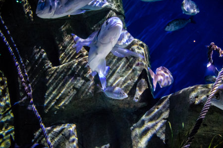 Seville, Spain - August 13, 2022 Modern aquarium of Seville with a wide variety of marine species, touch tanks and a bull shark tunnel, Aquatic life from all the Oceans of the world are found thereの写真素材