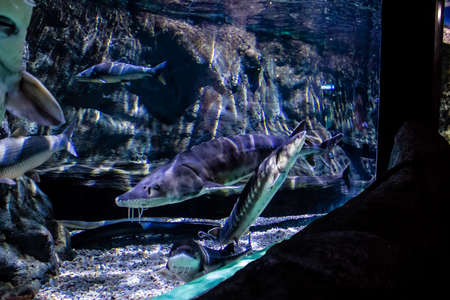 Seville, Spain - August 13, 2022 Modern aquarium of Seville with a wide variety of marine species, touch tanks and a bull shark tunnel, Aquatic life from all the Oceans of the world are found thereの写真素材