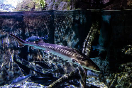 Seville, Spain - August 13, 2022 Modern aquarium of Seville with a wide variety of marine species, touch tanks and a bull shark tunnel, Aquatic life from all the Oceans of the world are found thereの写真素材