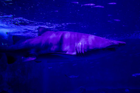 Seville, Spain - August 13, 2022 Modern aquarium of Seville with a wide variety of marine species, touch tanks and a bull shark tunnel, Aquatic life from all the Oceans of the world are found thereの写真素材