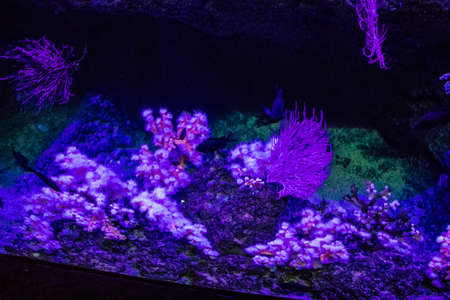 Seville, Spain - August 13, 2022 Modern aquarium of Seville with a wide variety of marine species, touch tanks and a bull shark tunnel, Aquatic life from all the Oceans of the world are found thereの写真素材